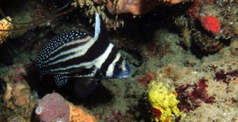 Adult Spotted Drum
